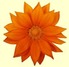 Orange_blomst_2
